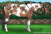 Horse Color:White Spotted Bay Ice