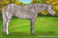 Horse Color:Silver Black Ice Rabicano