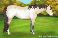 Horse Color:Buckskin Dun Sabino Frame 