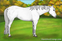 Horse Color:Gray Black Sabino Appaloosa