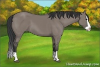 Horse Color:Grullo Splash 