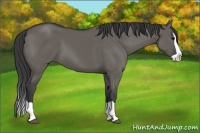 Horse Color:Grullo Splash 