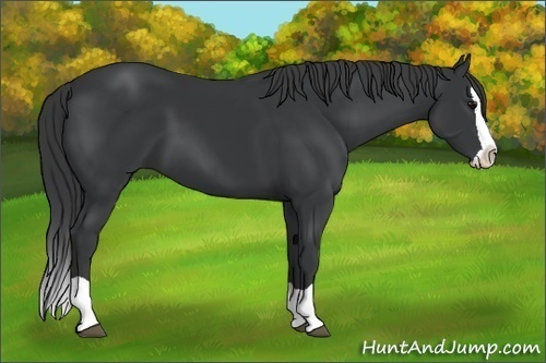 Horse Color: Black Splash 