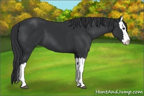 Horse Color: Black Splash 
