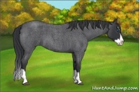 Horse Color:Blue Roan Splash 