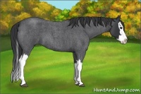 Horse Color:Blue Roan Splash 