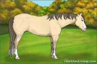 Horse Color:Amber Cream Champagne Splash 