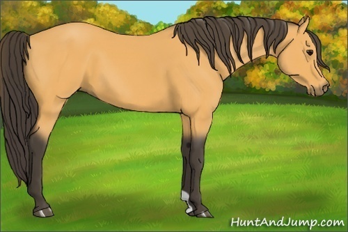 Horse Color:Buckskin 