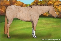 Horse Color:Red Roan 