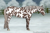 Horse Color:Liver Chestnut Near Leopard 