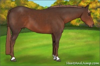 Horse Color:Liver Chestnut