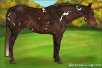 Horse Color:White Spotted Liver Chestnut Ice 