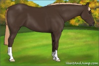 Horse Color:Liver Chestnut 