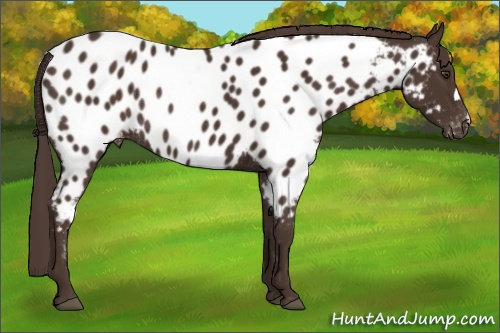 Horse Color: Liver Chestnut Near Leopard Rabicano 