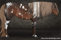 Horse Color:White Spotted Liver Chestnut 