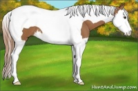 Horse Color:Chestnut Splash Tobiano 