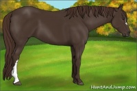 Horse Color:Liver Chestnut
