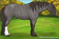 Horse Color:Smoky Blue Roan
