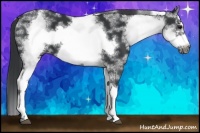 Horse Color:White Spotted Black Frame 
