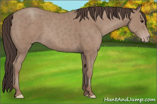 Horse Color: Classic Champagne 