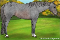 Horse Color:Brown Appaloosa 