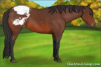 Horse Color:Bay Appaloosa