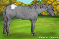 Horse Color:Brown Appaloosa 
