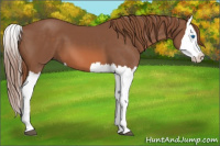 Horse Color:Chestnut Splash 