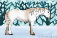 Horse Color:Gray Palomino Roan 