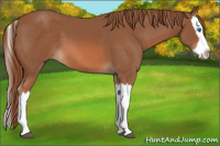 Horse Color:Chestnut Splash 