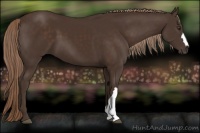 Horse Color:Liver Chestnut 