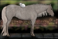 Horse Color:Silver Blue Roan 