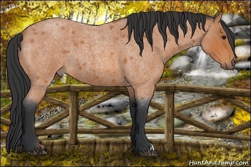 Horse Color: Bay Roan 