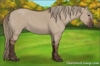 Horse Color:Liver Red Dun 