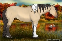 Horse Color:Buckskin Roan Dun Tobiano