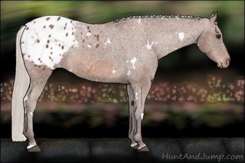 Horse Color:White Spotted Silver Bay Appaloosa Rabicano