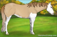 Horse Color:Red Dun Splash 