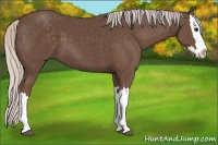 Horse Color:Silver Black Splash 