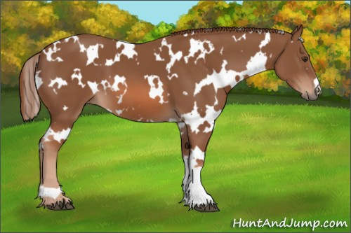 Horse Color:White Spotted Chestnut 