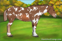 Horse Color:White Spotted Chestnut 