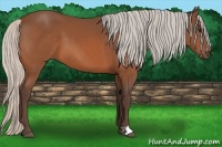 Horse Color:Silver Bay 