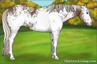 Horse Color:White Spotted Silver Black 
