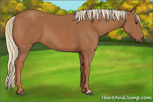 Horse Color: Chestnut 