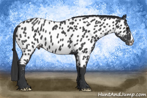 Horse Color: Blue Roan Near Leopard 