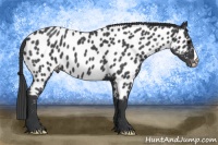 Horse Color:Blue Roan Near Leopard 