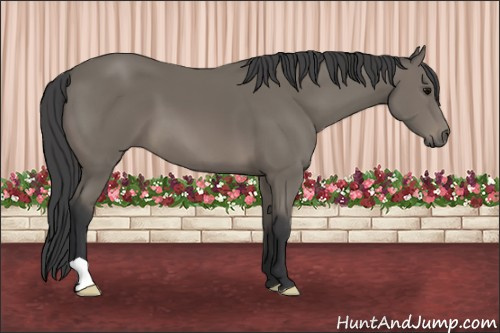 Horse Color: Black 