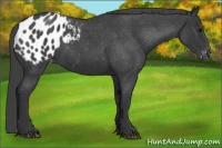Horse Color:Blue Roan Appaloosa 