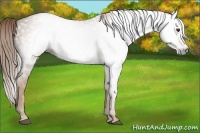 Horse Color:Gray Chestnut 