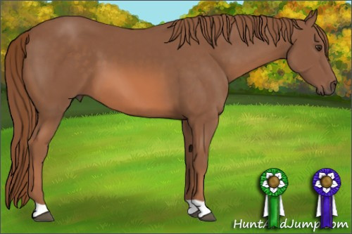 Horse Color: Liver Chestnut 