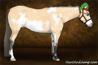 Horse Color:White Spotted Buckskin Frame 